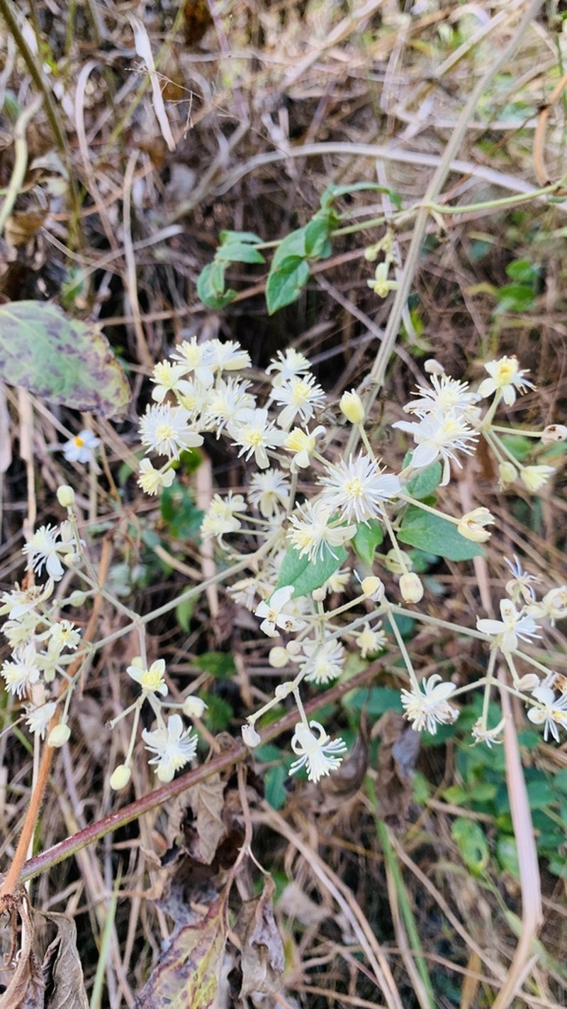 Clematis subumbellata photo 2