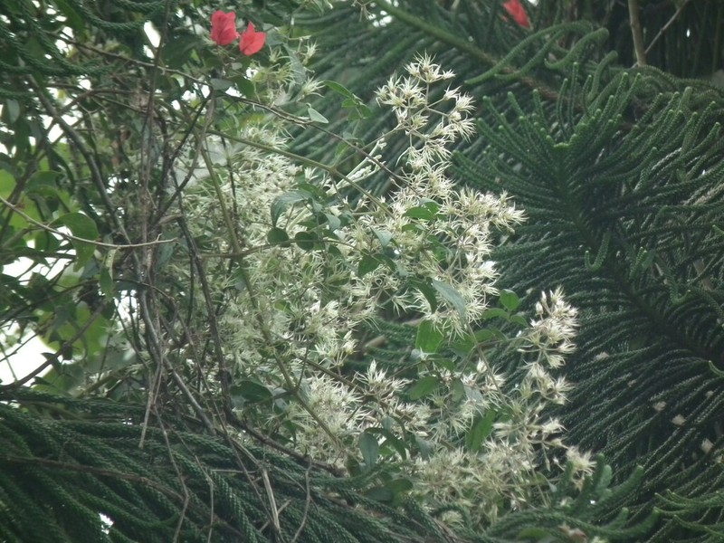 Clematis subumbellata photo 4
