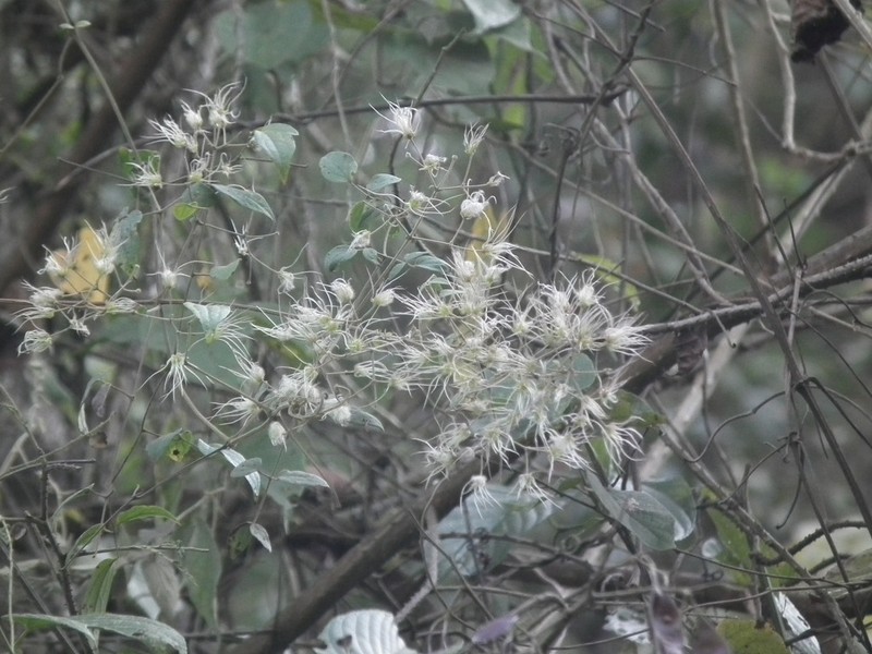 Clematis subumbellata photo 5