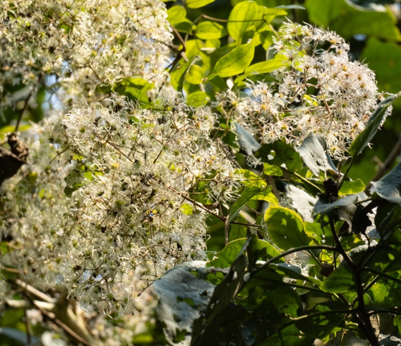 Clematis subumbellata photo 6