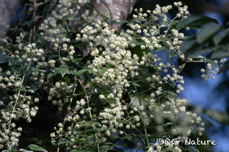 Clematis subumbellata photo 7