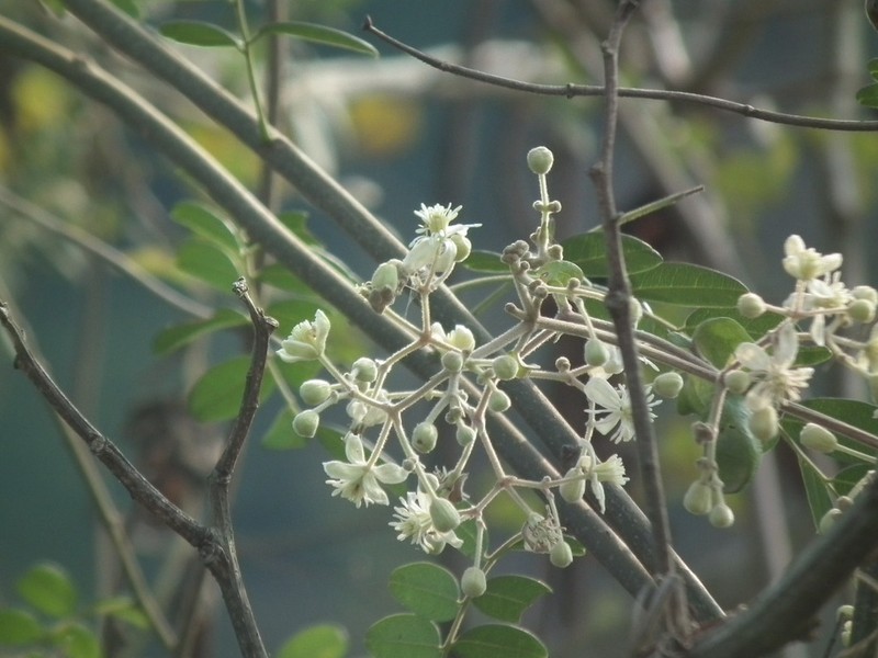 Clematis subumbellata photo 8