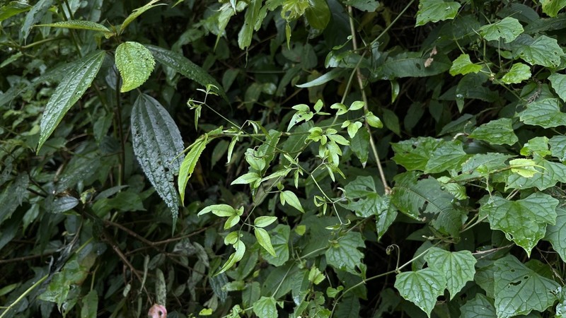 Clematis tamurae photo 2