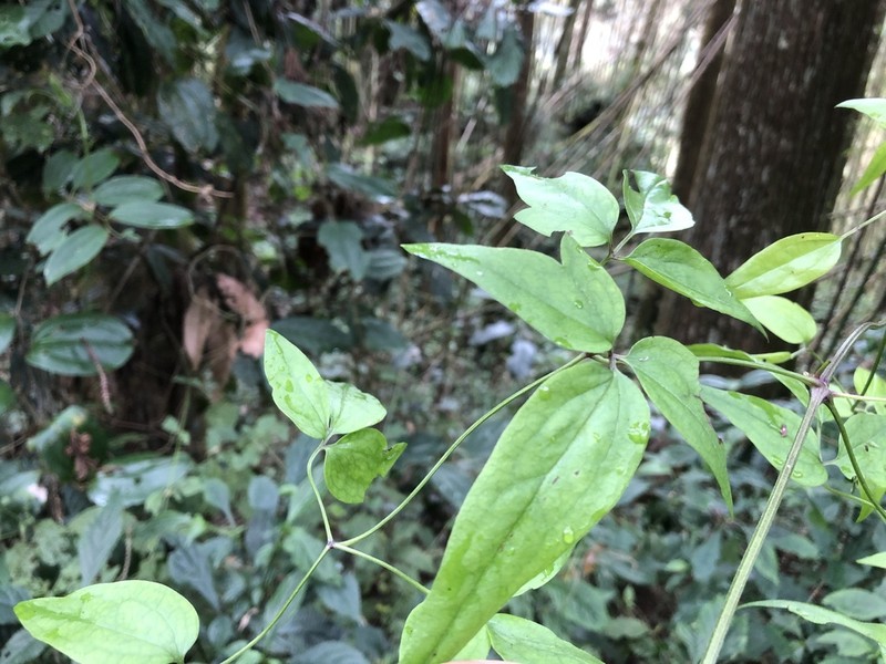 Clematis tamurae photo 3