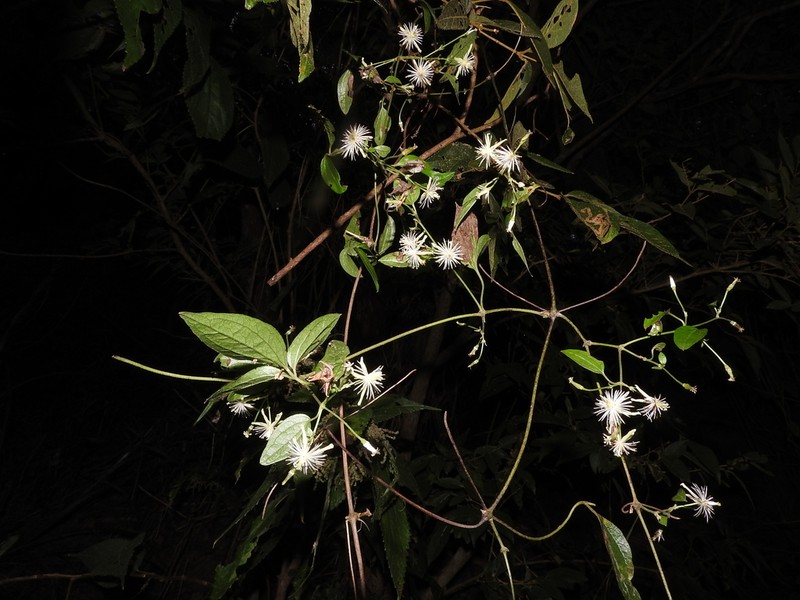Clematis tamurae photo 4