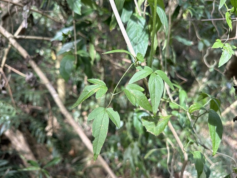 Clematis tamurae photo 5
