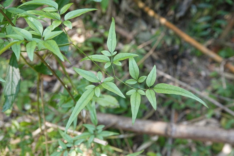 Clematis tamurae photo 6