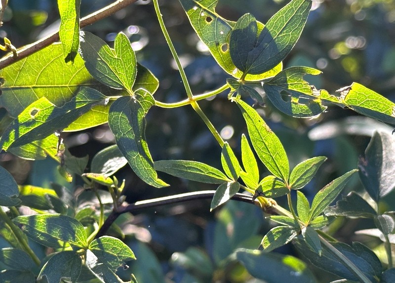 Clematis tamurae photo 8