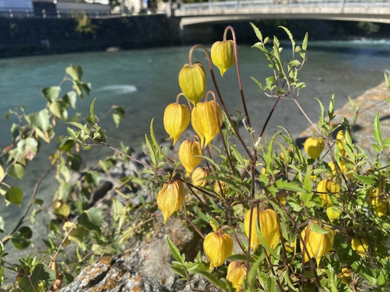Golden Tiara Clematis photo 5