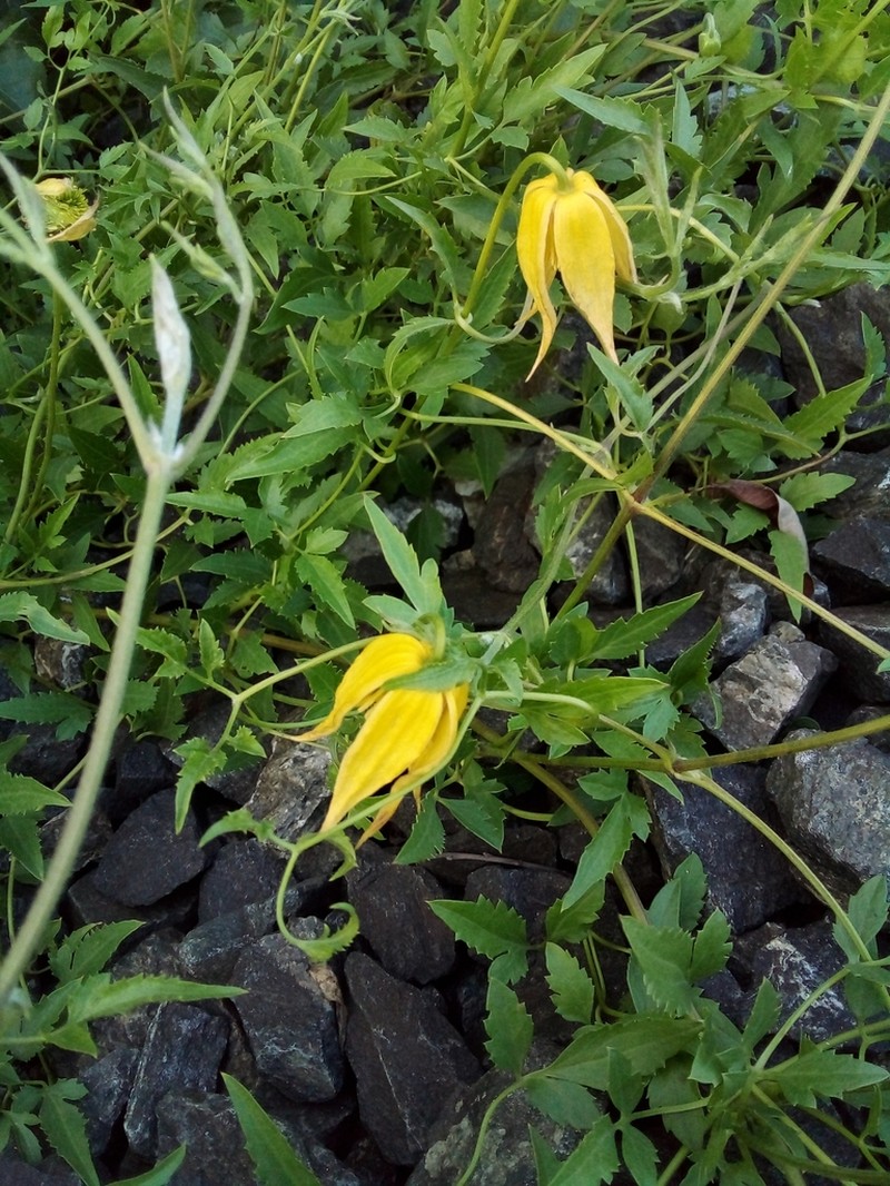 Golden Tiara Clematis photo 6