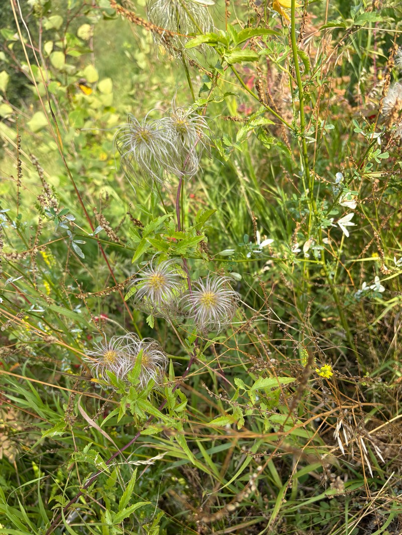 Golden Tiara Clematis photo 7