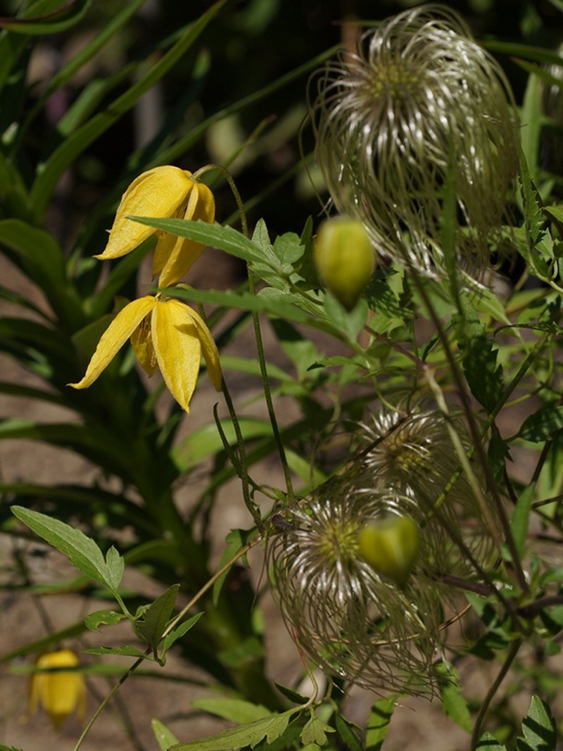 Golden Tiara Clematis