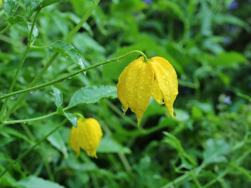 Golden Tiara Clematis photo 2