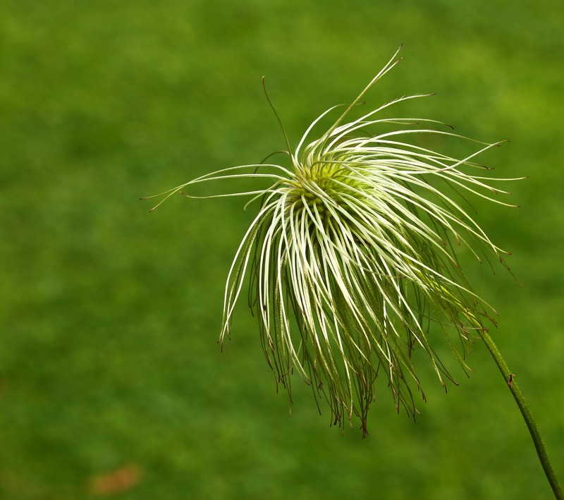 Golden Tiara Clematis photo 3