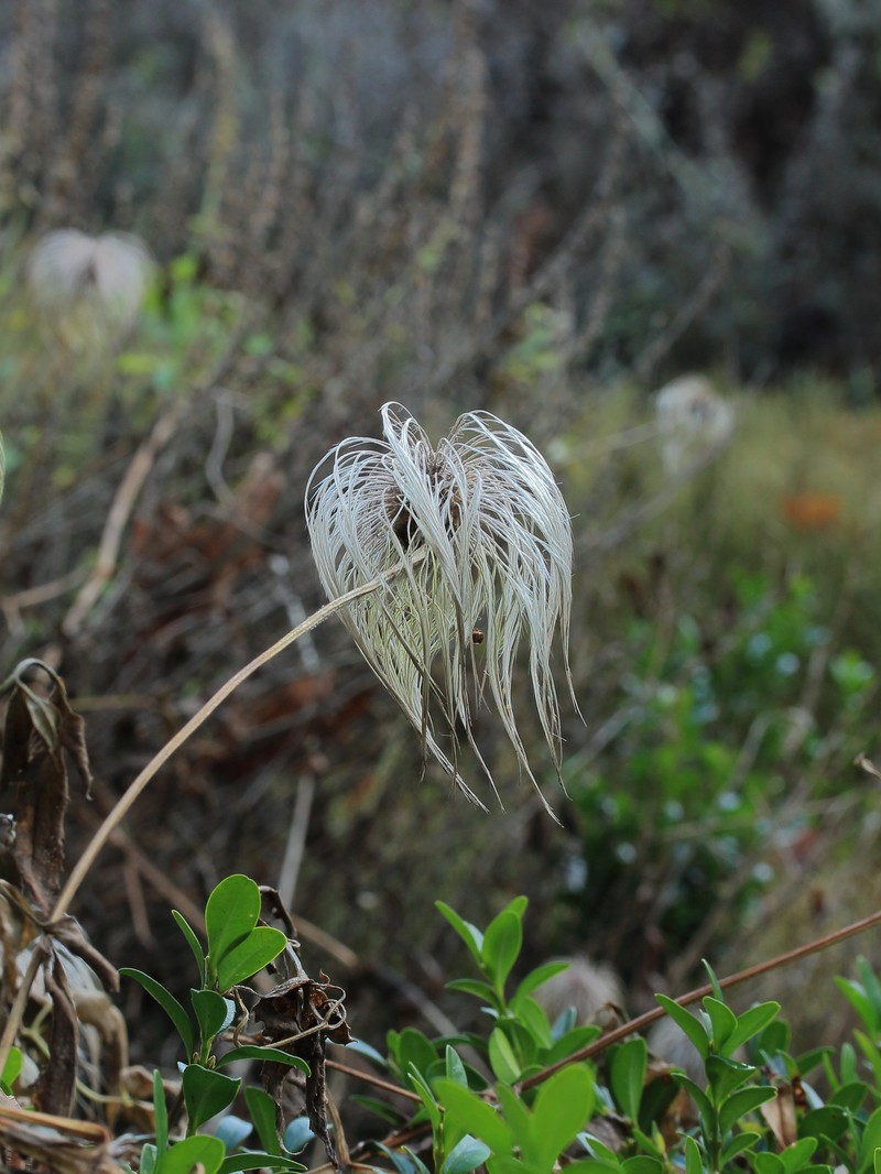 Golden Tiara Clematis photo 4
