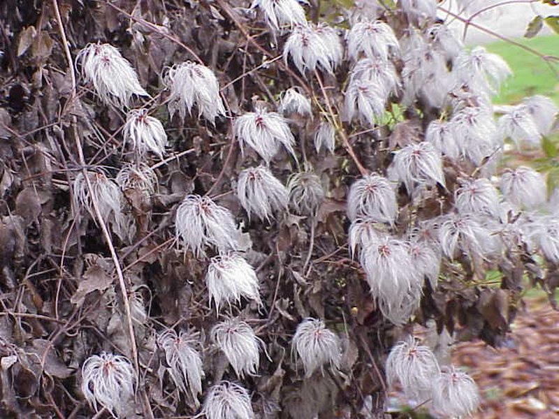 Golden Tiara Clematis photo 5