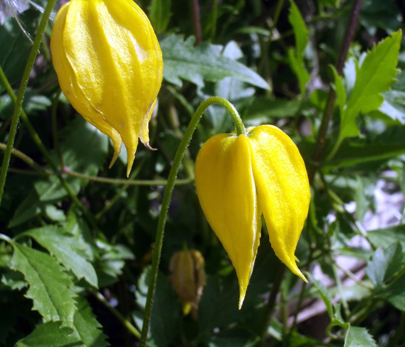 Golden Tiara Clematis photo 6