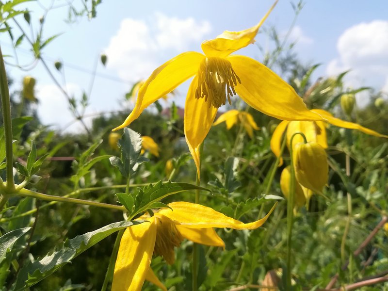 Golden Tiara Clematis photo 7