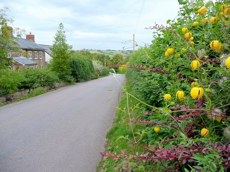 Golden Tiara Clematis photo 8