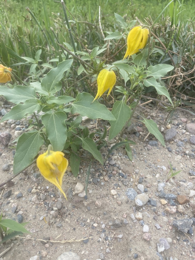 Clematis tangutica subsp. tangutica