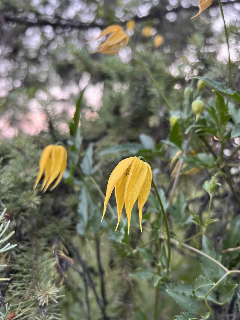 Clematis tangutica subsp. tangutica photo 3