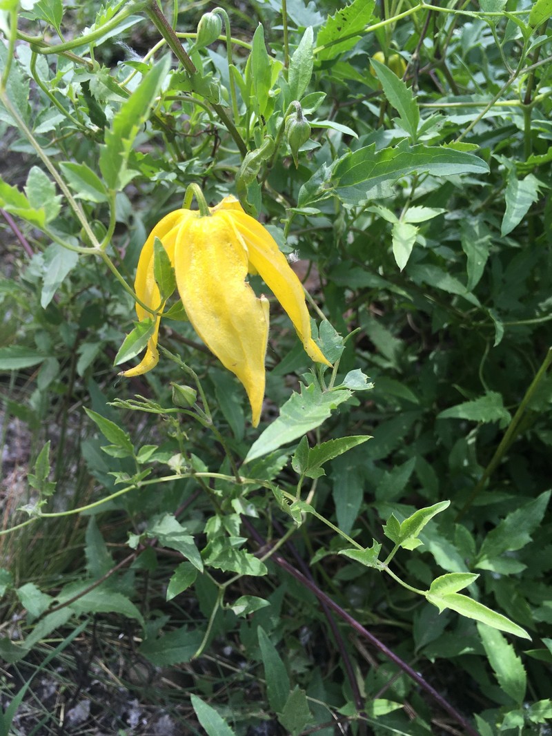 Clematis tangutica subsp. tangutica photo 4