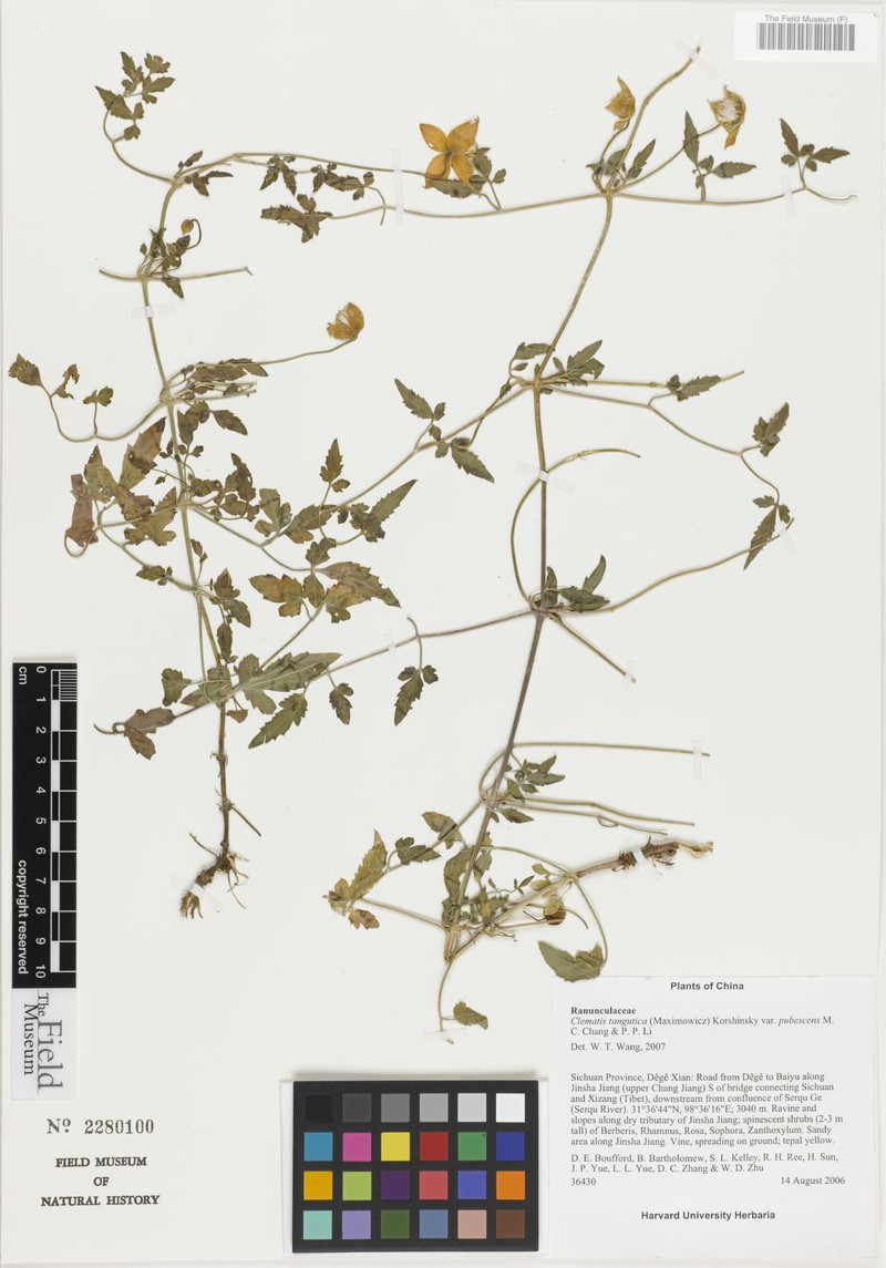 Clematis tangutica var. pubescens
