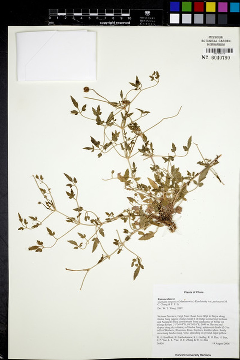 Clematis tangutica var. pubescens photo 2