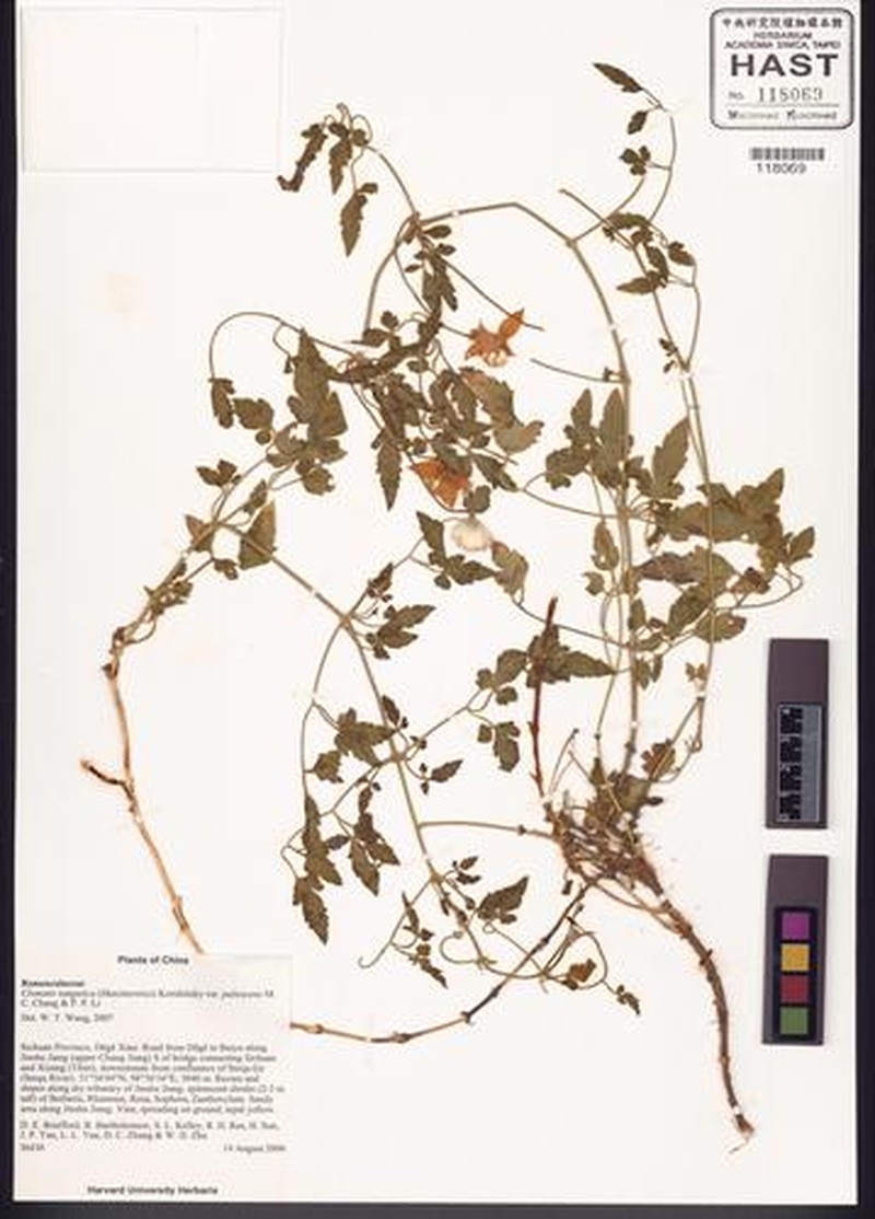 Clematis tangutica var. pubescens photo 3