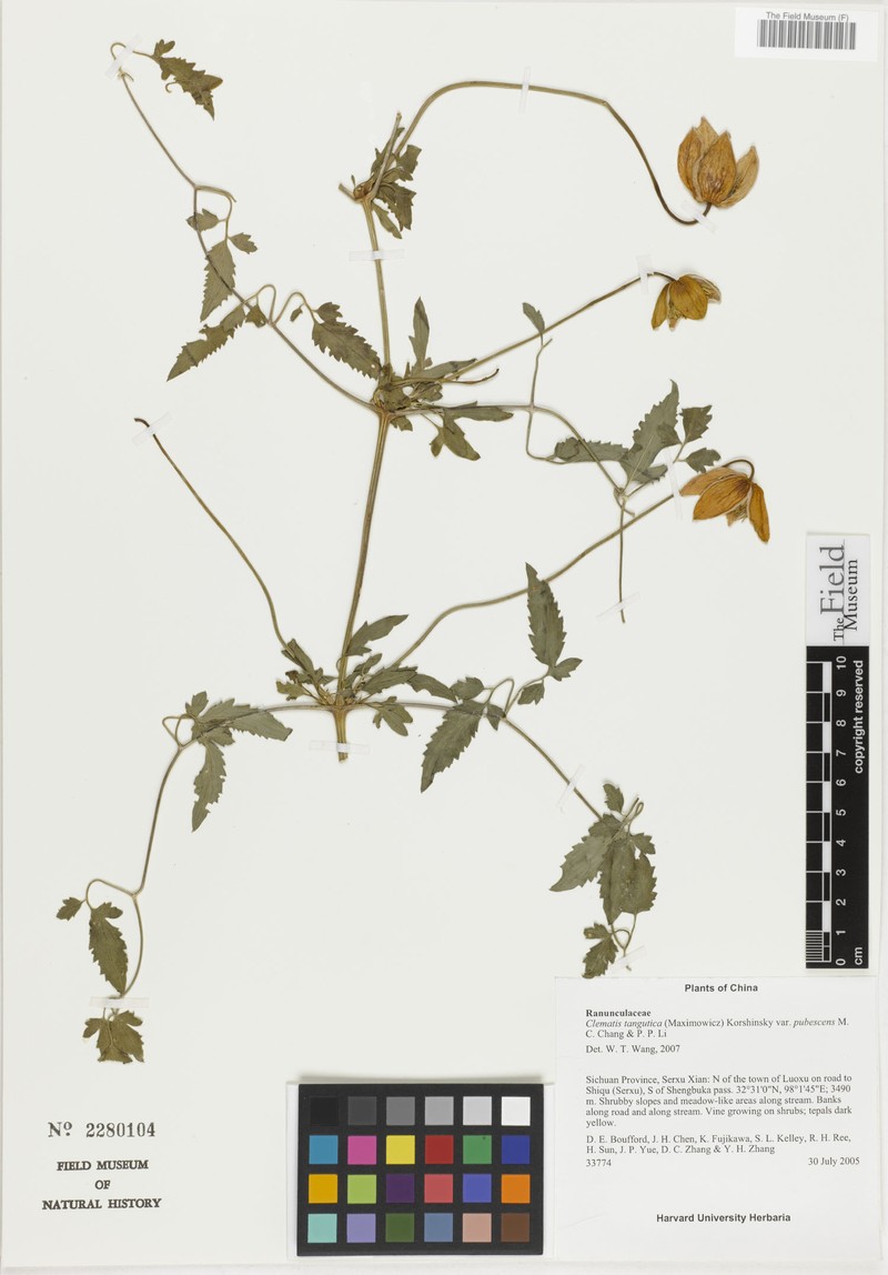 Clematis tangutica var. pubescens photo 4