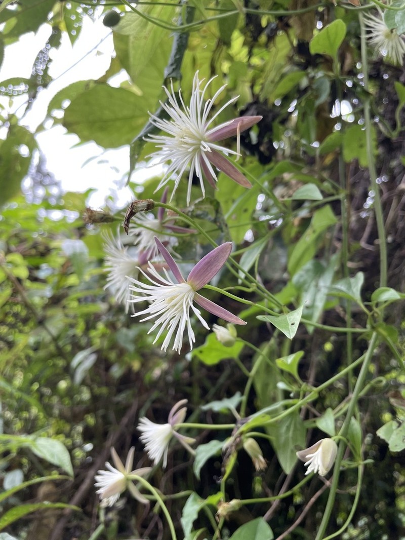 Clematis tashiroi photo 4