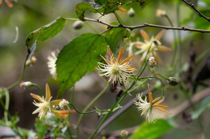 Clematis tashiroi photo 5