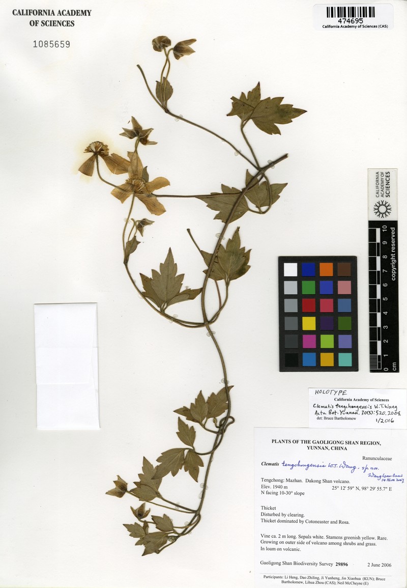Clematis tengchongensis
