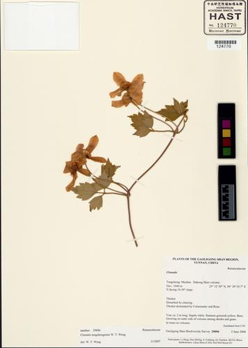 Clematis tengchongensis photo 2