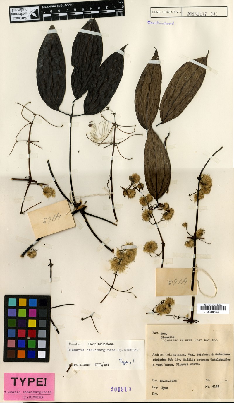 Clematis tenuimarginata