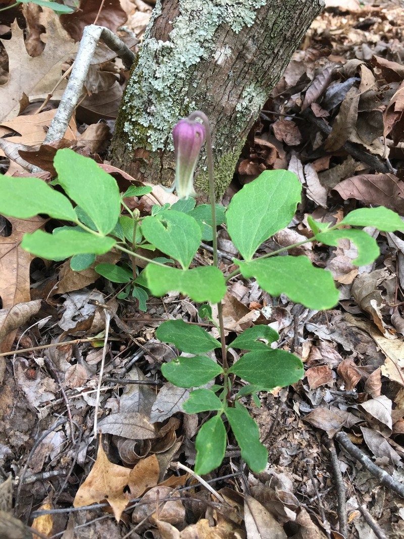 Clematis terminalis