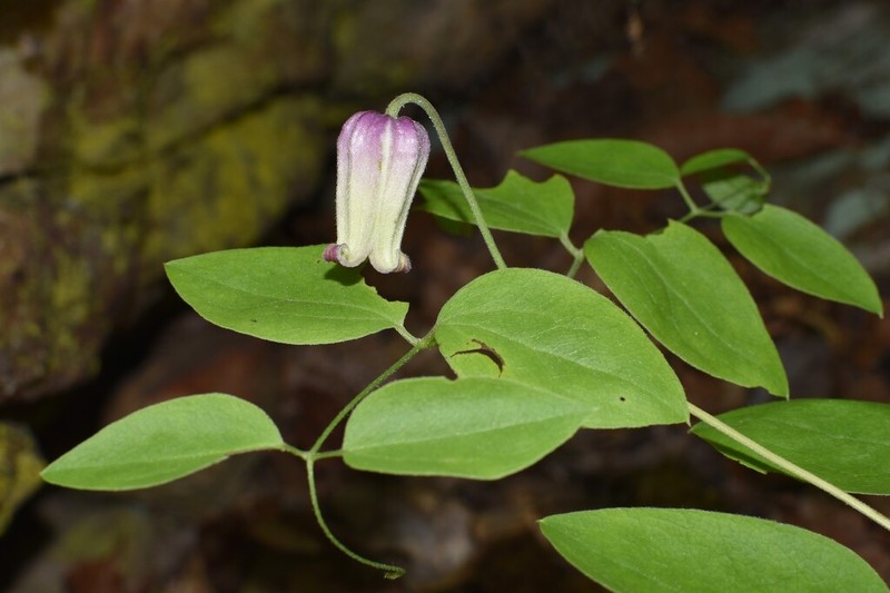 Clematis terminalis photo 2