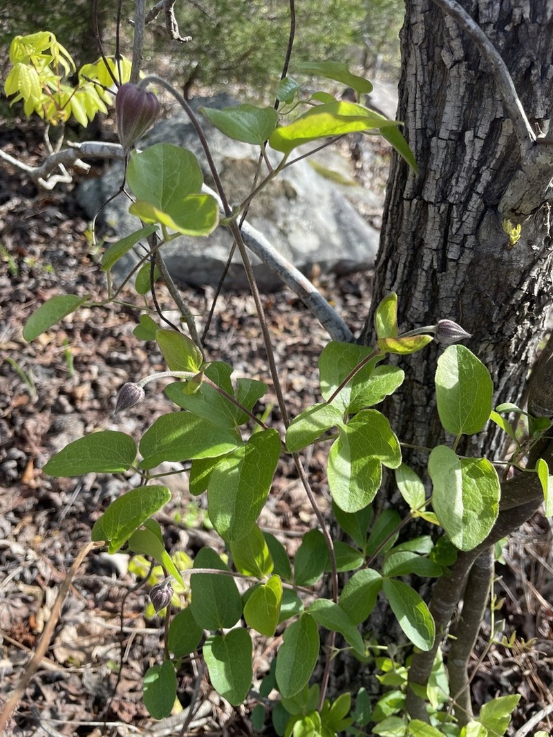 Clematis terminalis photo 3