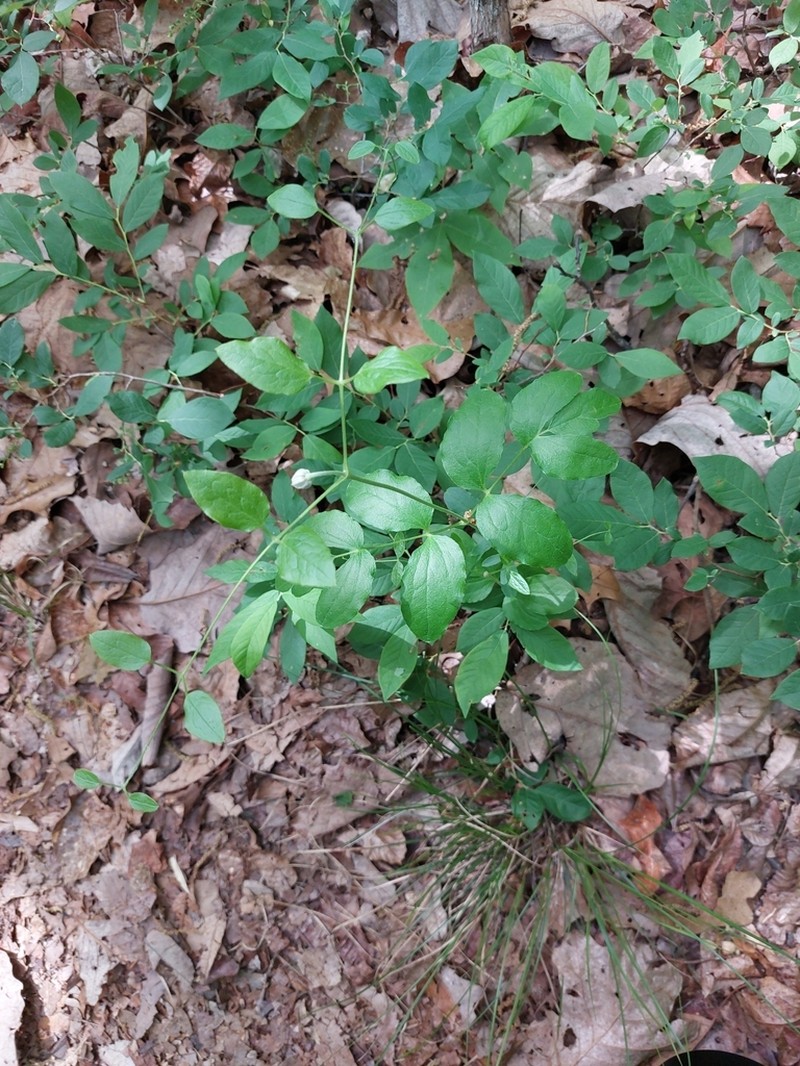 Clematis terminalis photo 4