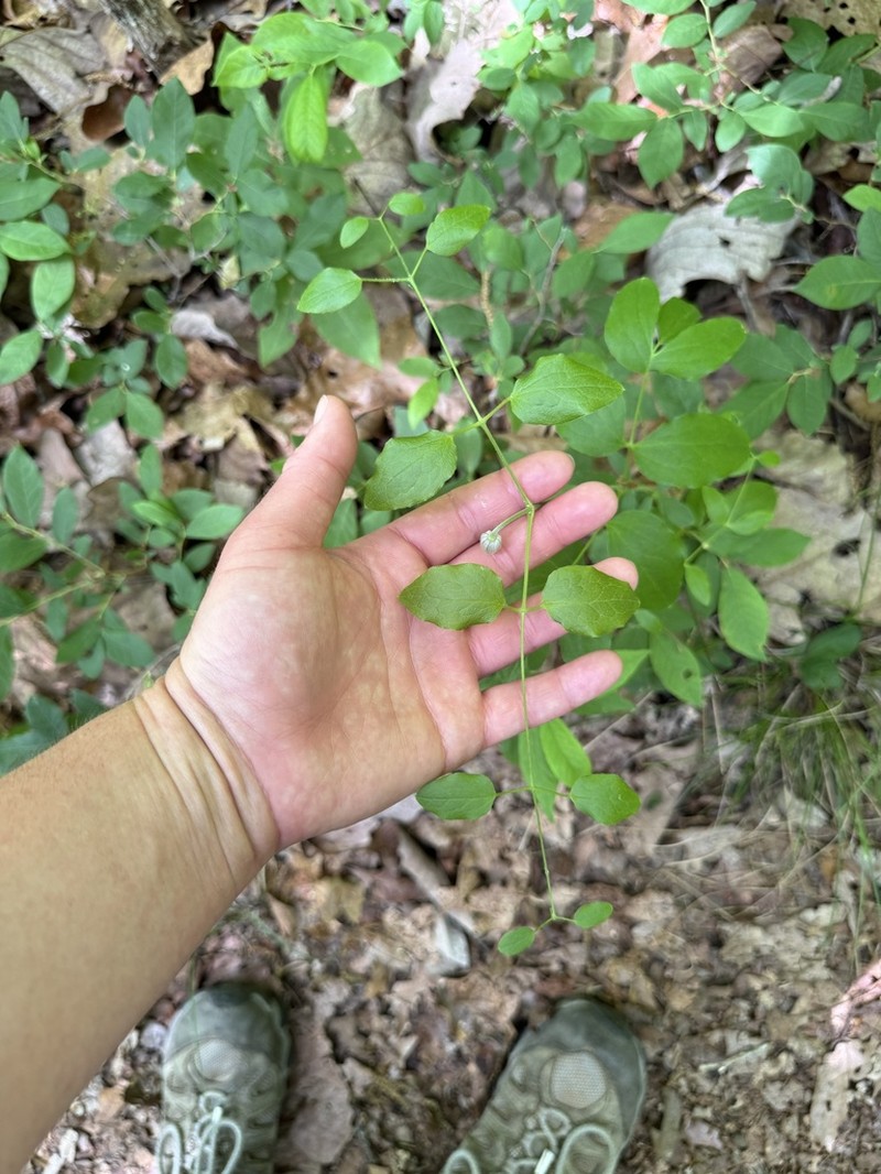 Clematis terminalis photo 5