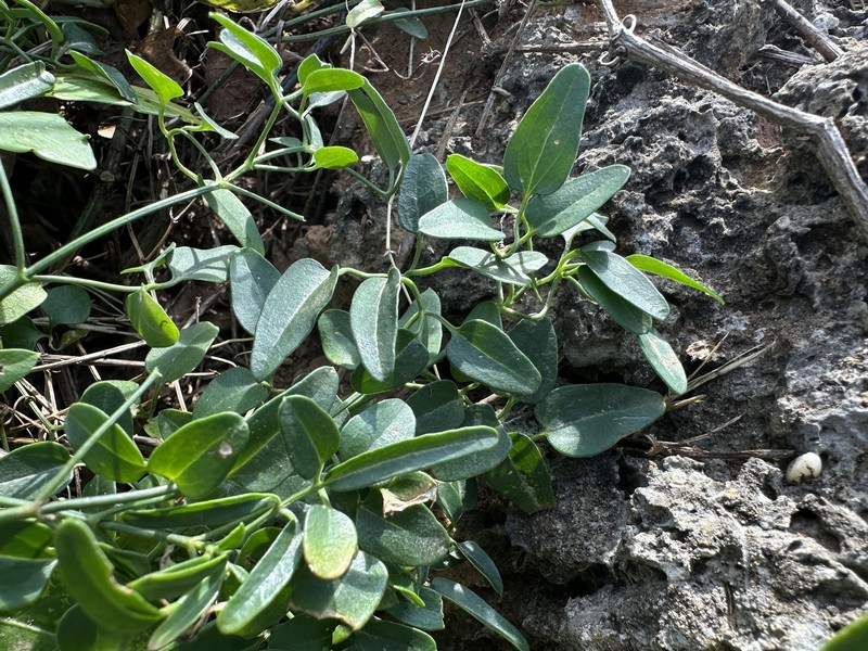 Clematis terniflora var. garanbiensis