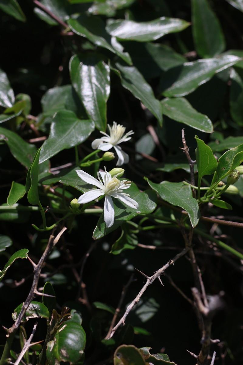 Clematis terniflora var. garanbiensis photo 2