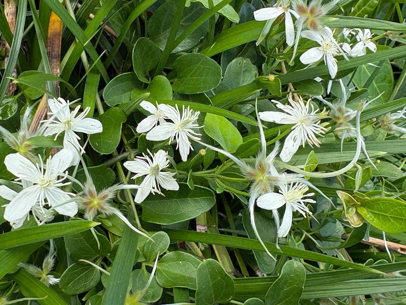 Clematis terniflora var. garanbiensis photo 3