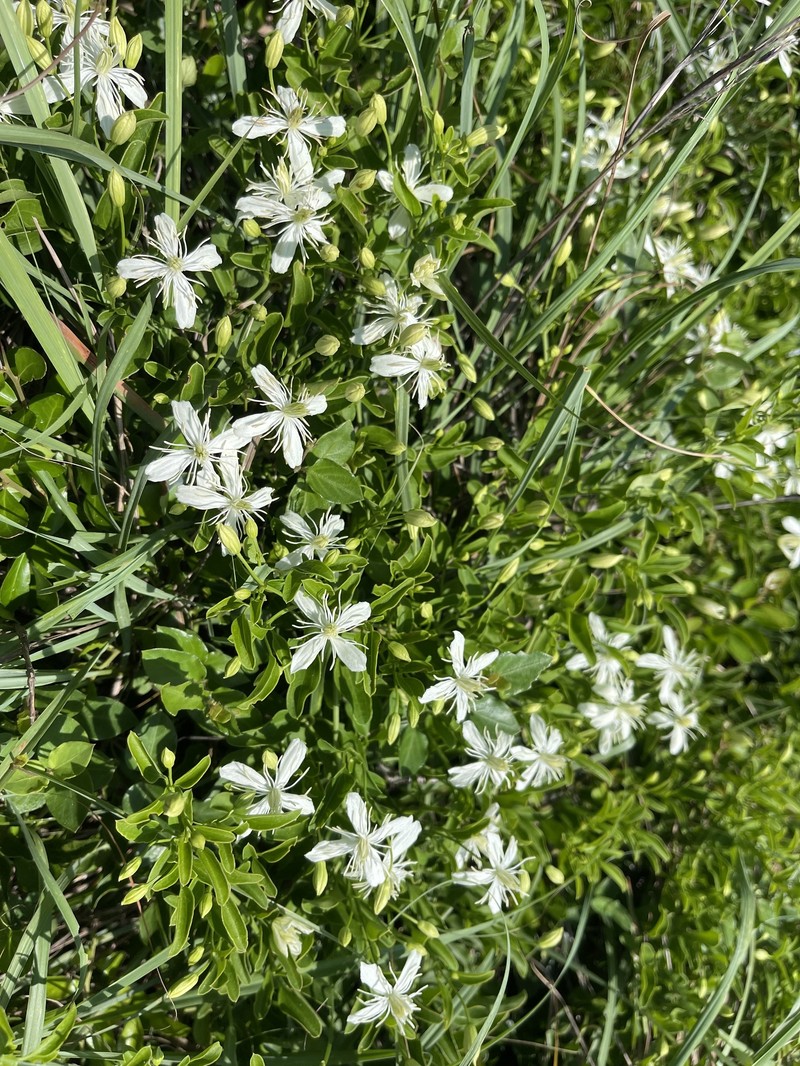 Clematis terniflora var. garanbiensis photo 4
