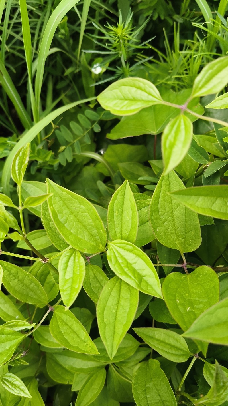 Clematis terniflora var. mandshurica photo 2