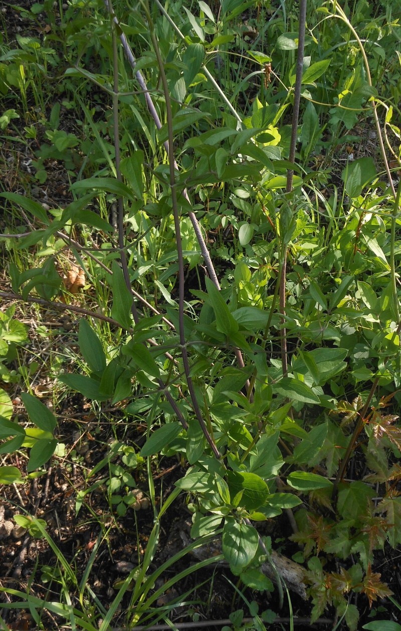Clematis terniflora var. mandshurica photo 5