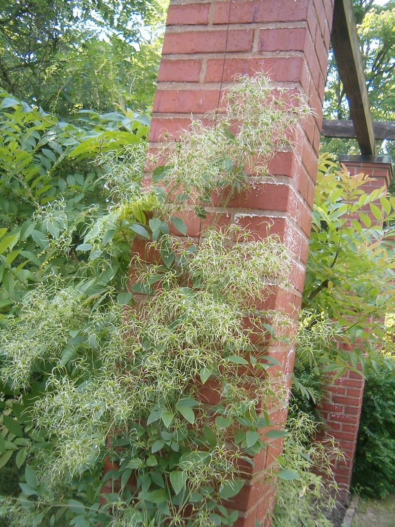 Clematis terniflora var. mandshurica
