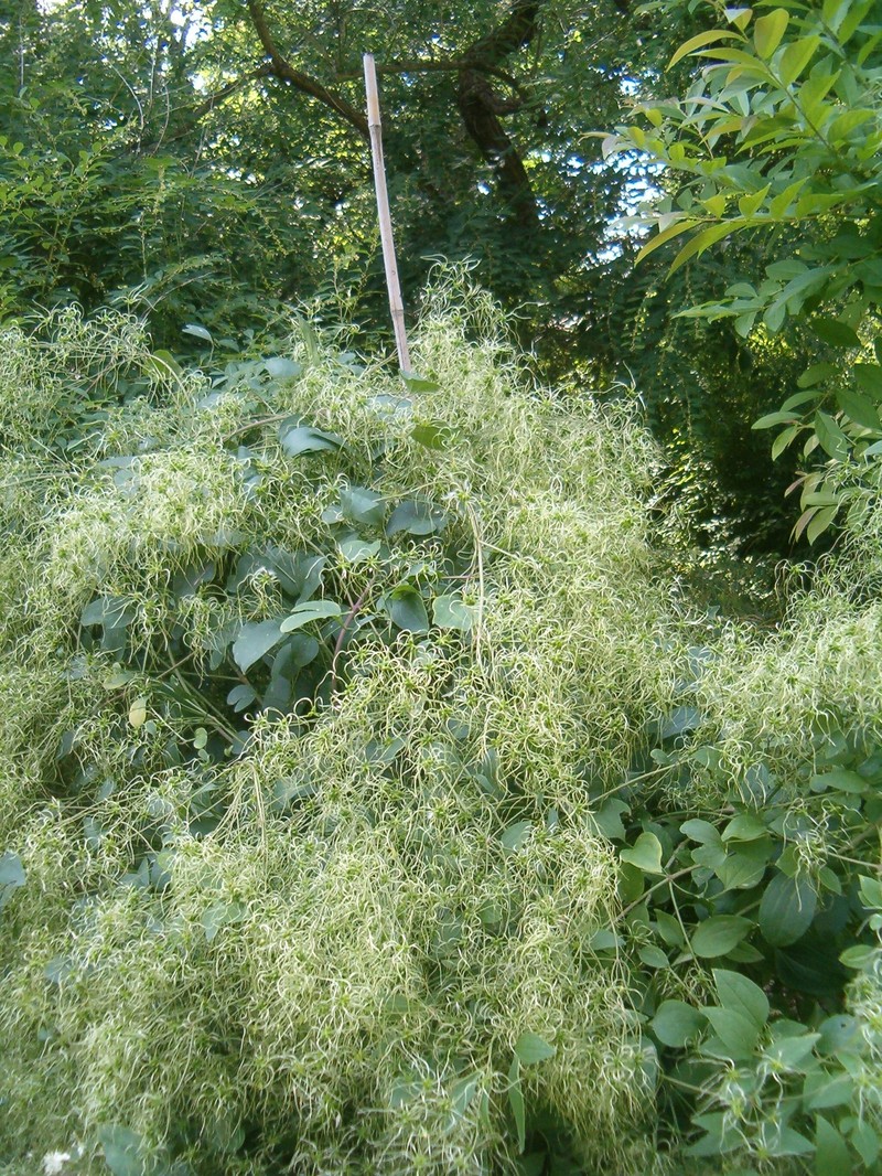 Clematis terniflora var. mandshurica photo 6