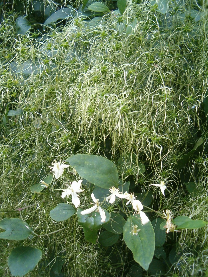 Clematis terniflora var. mandshurica photo 7
