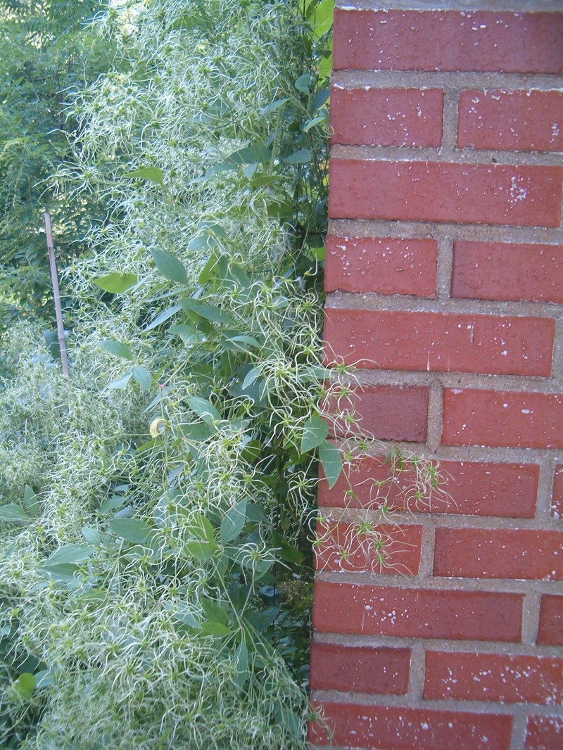 Clematis terniflora var. mandshurica photo 8